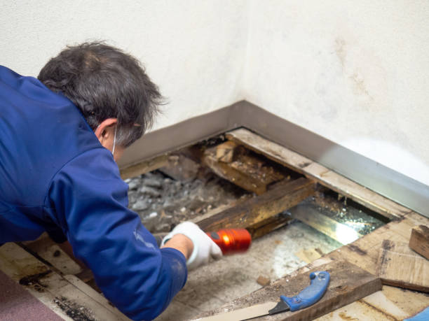 Best Mold Remediation for Schools in Silver City, NM