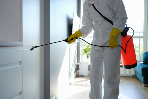 Best Residential Mold Remediation in Silver City, NM