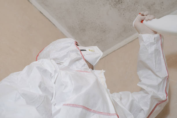 Best Attic Mold Remediation in Silver City, NM