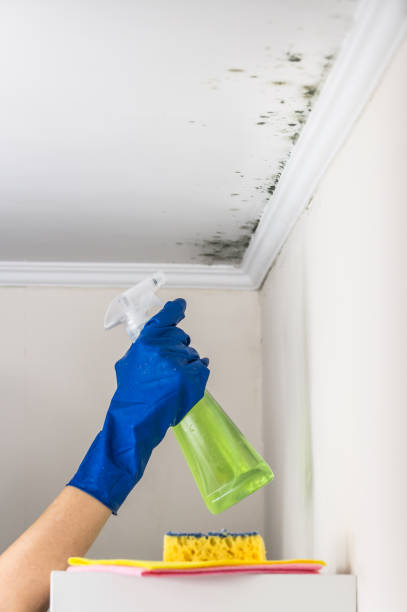 Trusted Silver City, NM Mold Remediation Experts