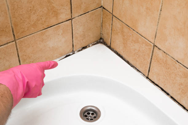 Best Black Mold Remediation in Silver City, NM